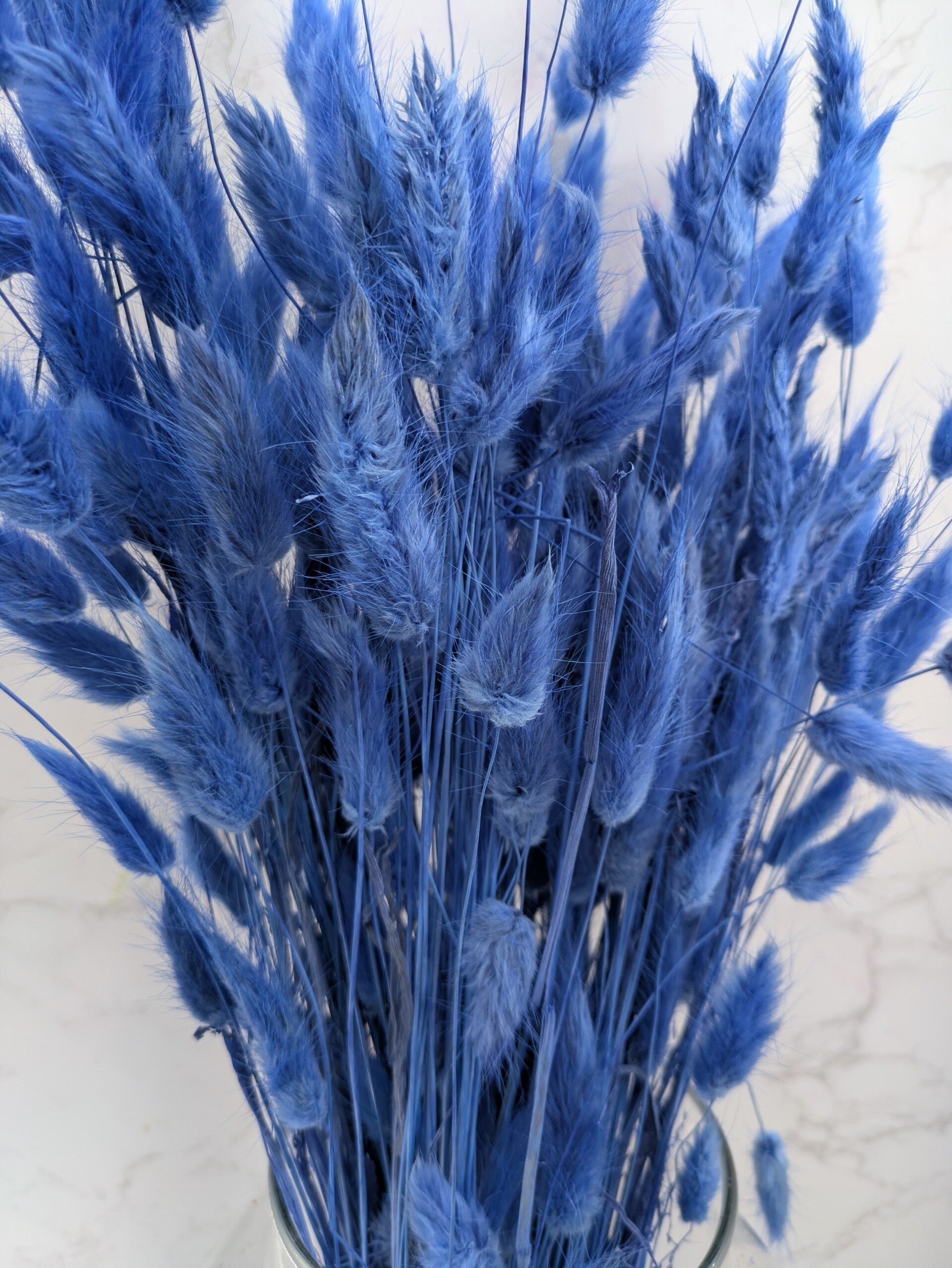 Lagurus Azul
