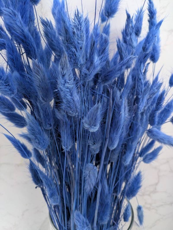 Lagurus Azul