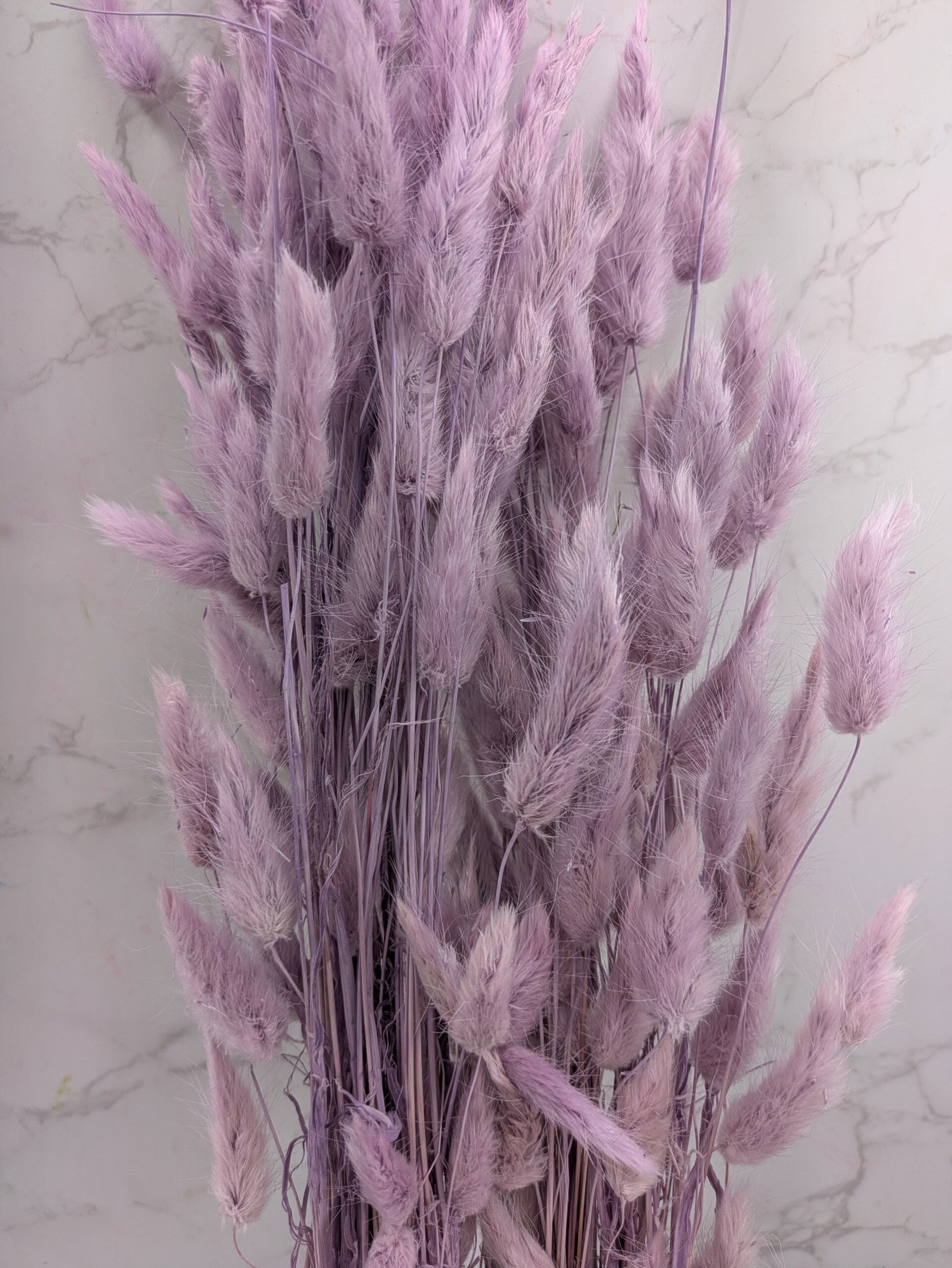 Lagurus Milka