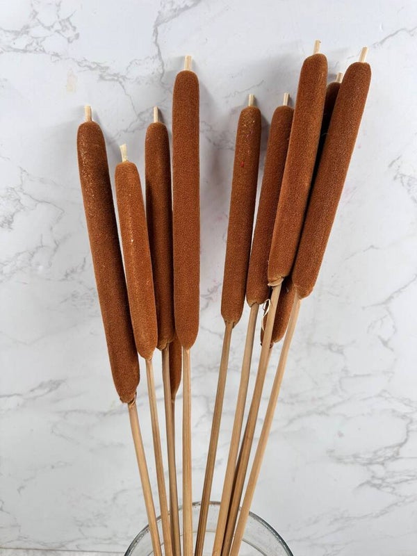 Typha Seca Mini