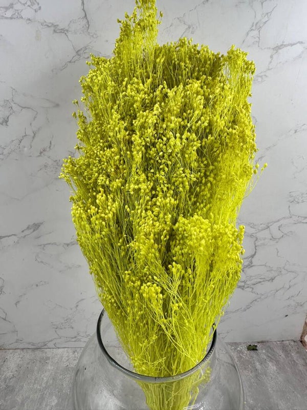 Brooms Blooms Verde Lima