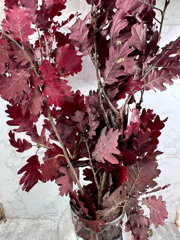 Quercus Press Rojo