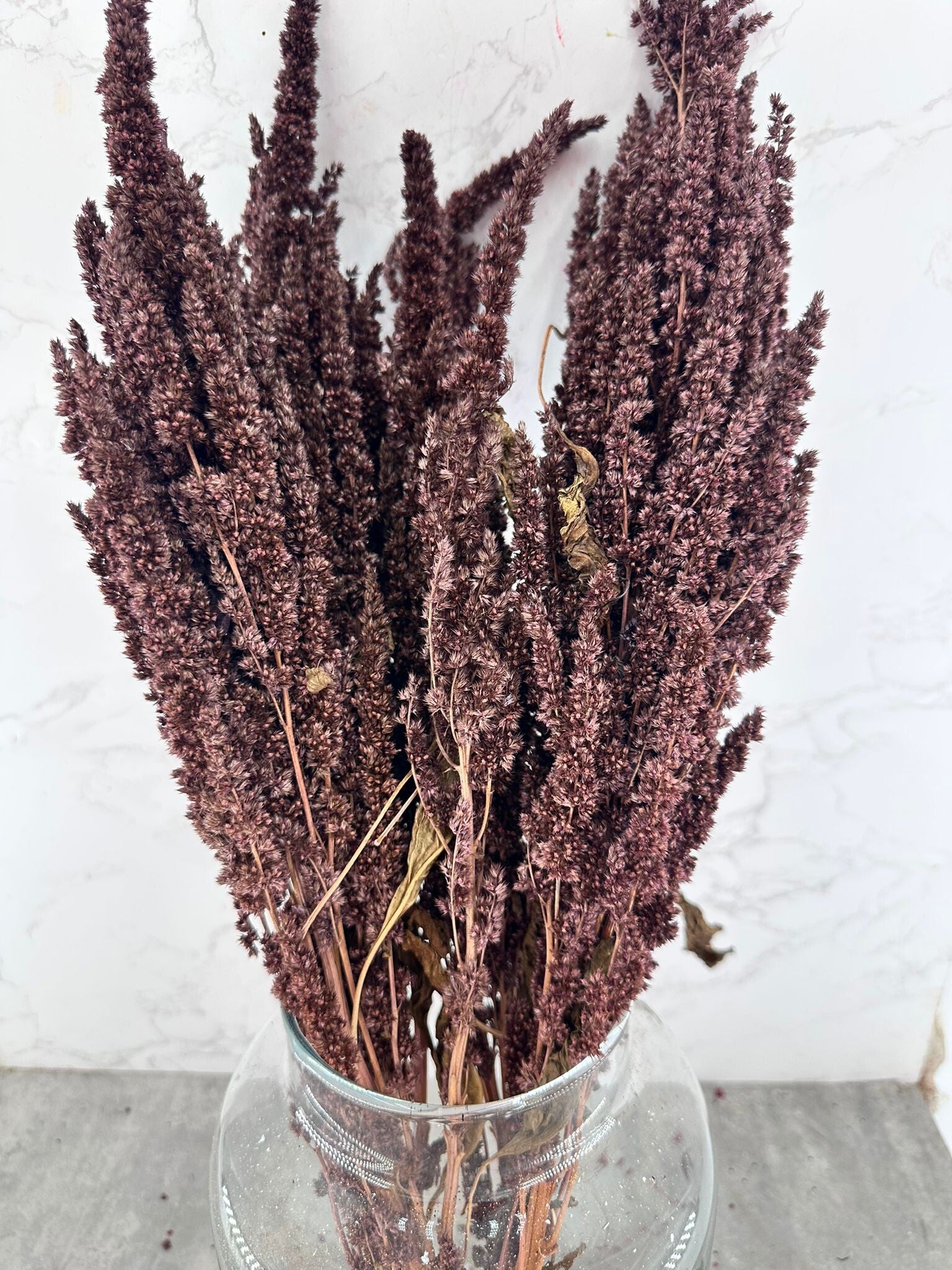 Amaranthus Recto Press Morado