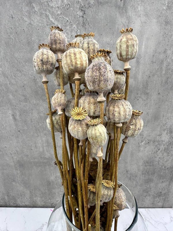 Papaver Press Blanco