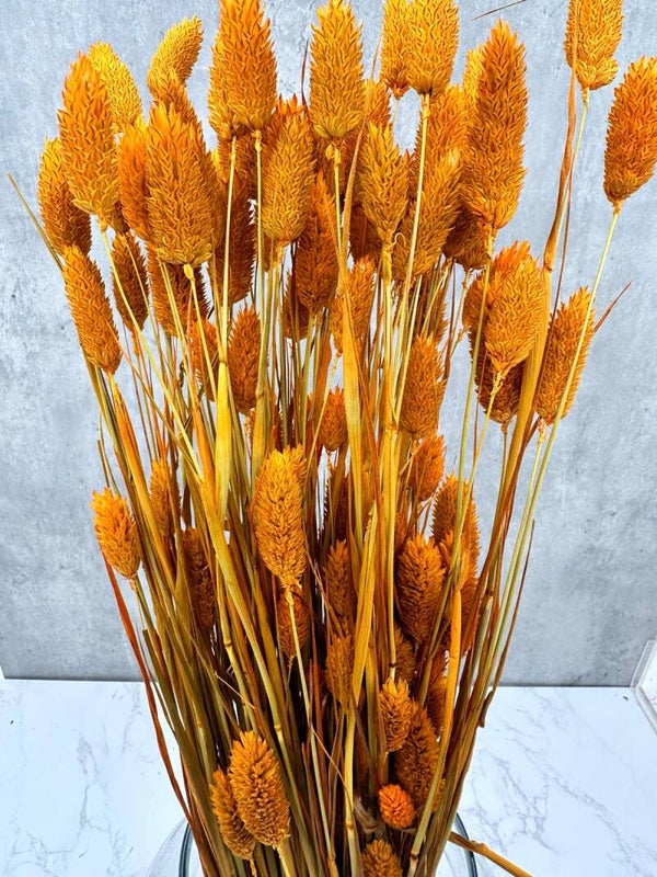 Phalaris Naranja