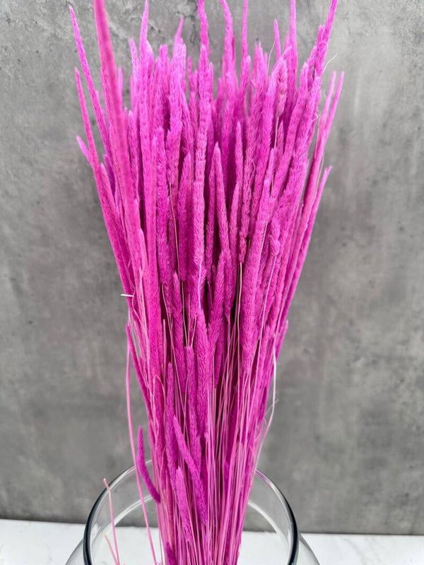Phleum Press Lavanda