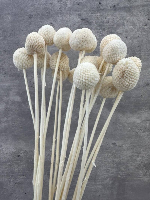 Craspedia Blanca Press