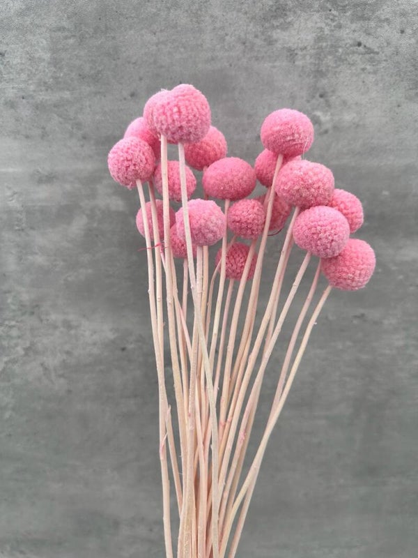 Craspedia Rosa Press