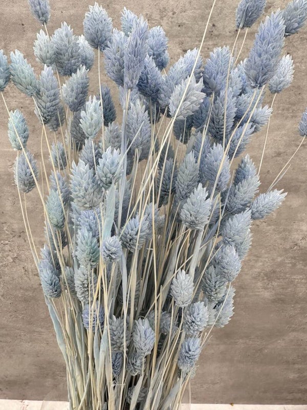 Phalaris Celeste