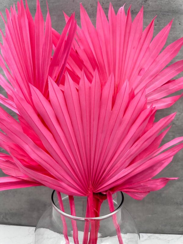 Palm Sun Rosa Fuerte