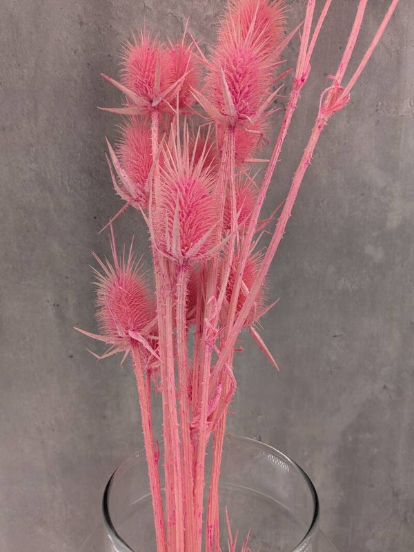 Cardo Salvaje Seco Rosa