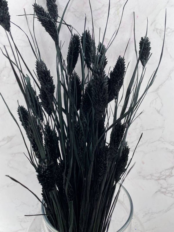 Phalaris Negro