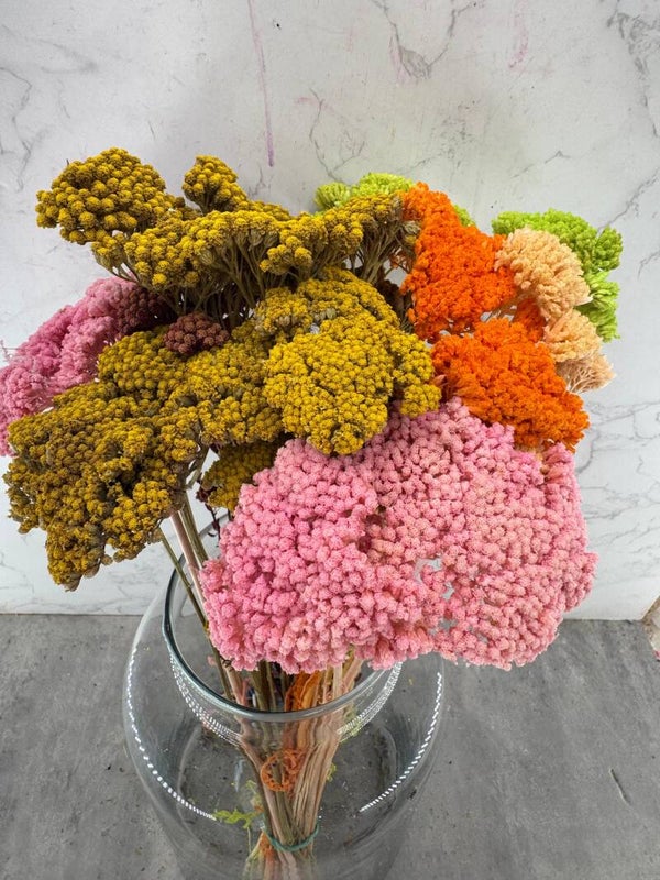 Achillea Press Mix
