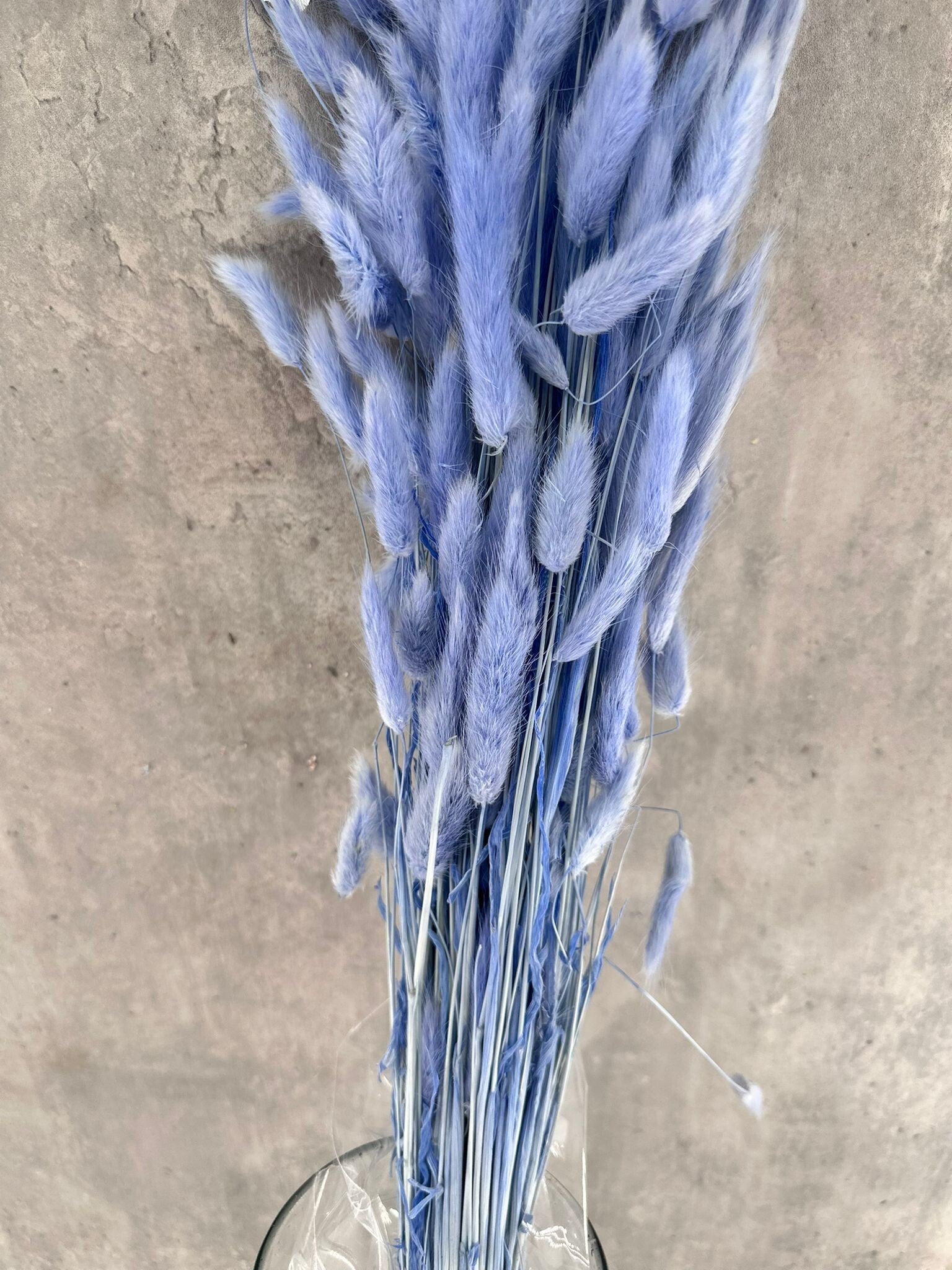 Lagurus Celeste