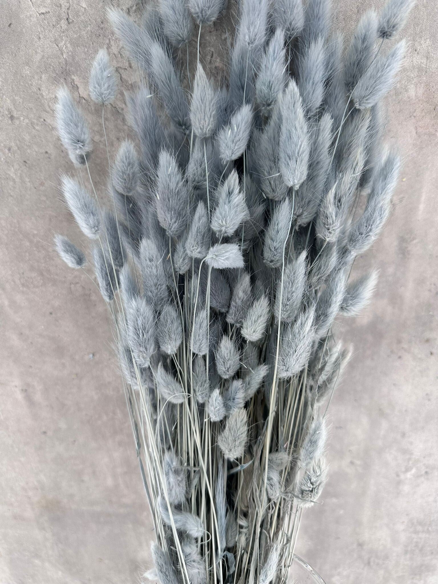 Lagurus Gris