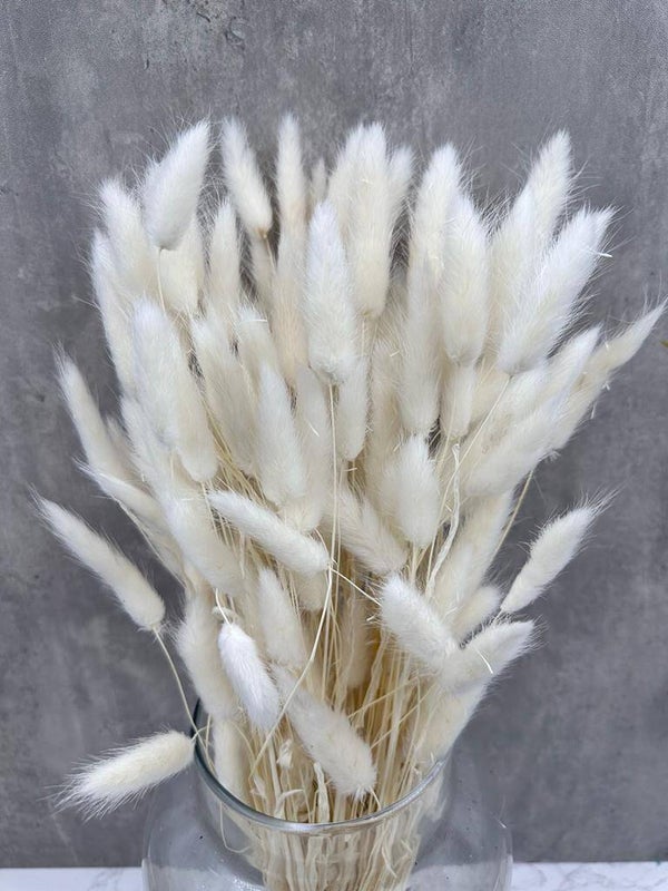 Lagurus Blanco