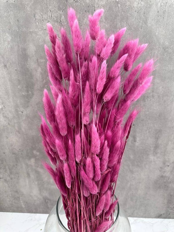 Lagurus Fucsia