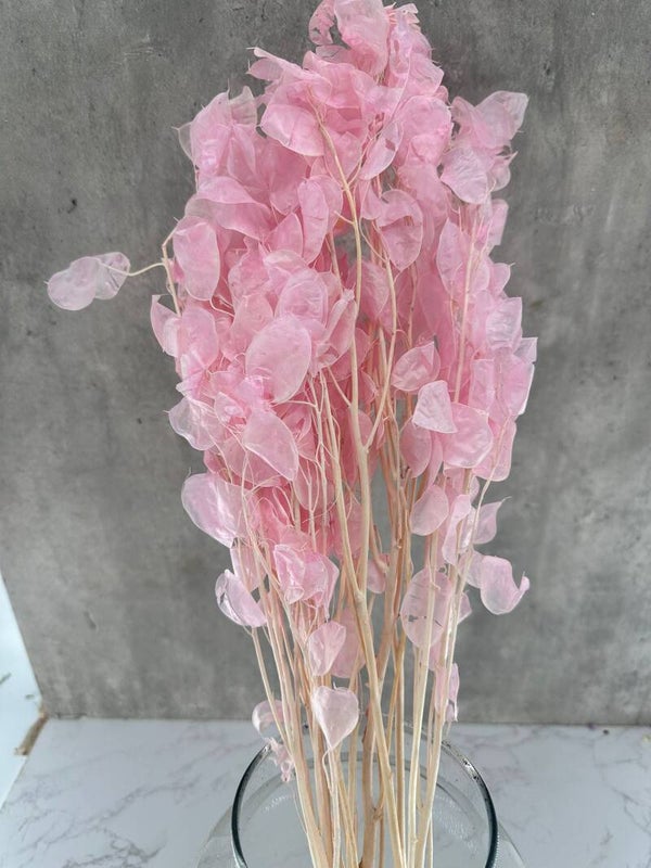 Lunaria Rosa