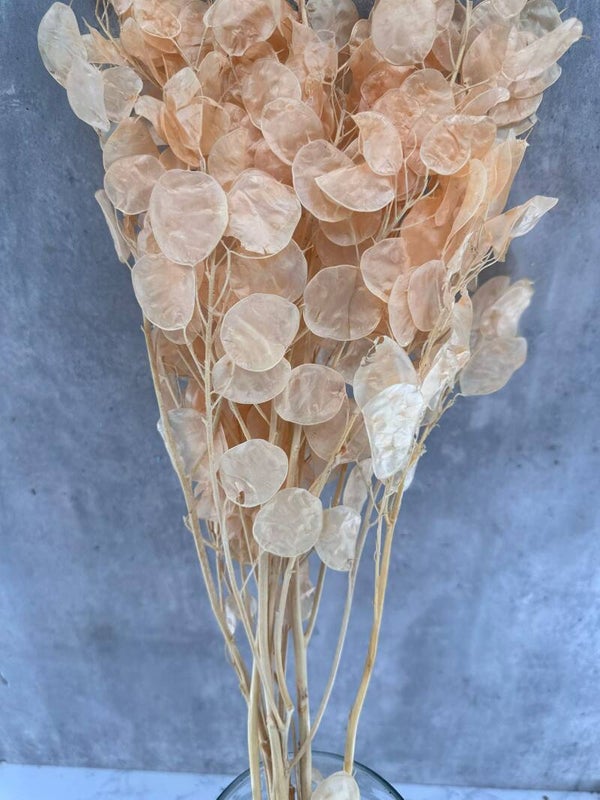 Lunaria Salmón