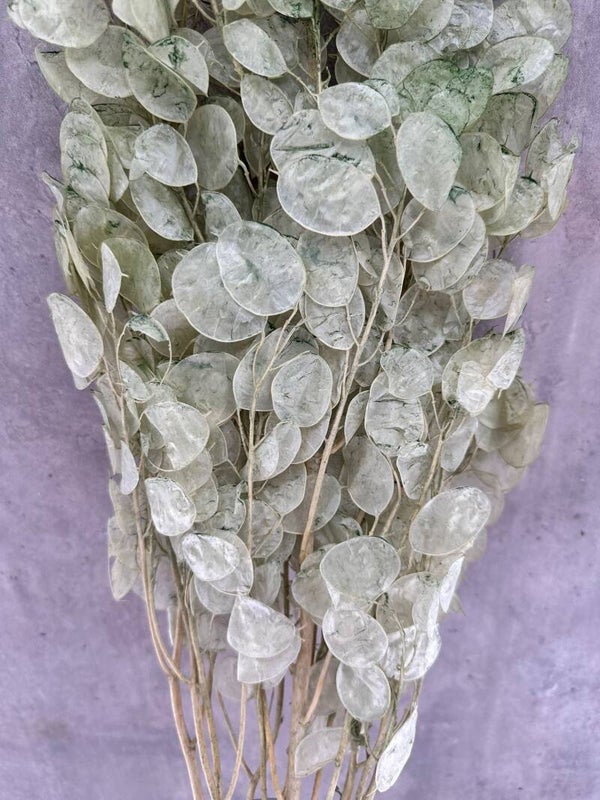 Lunaria Verde Agua