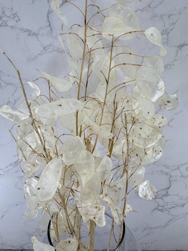 Lunaria Blanca Natural
