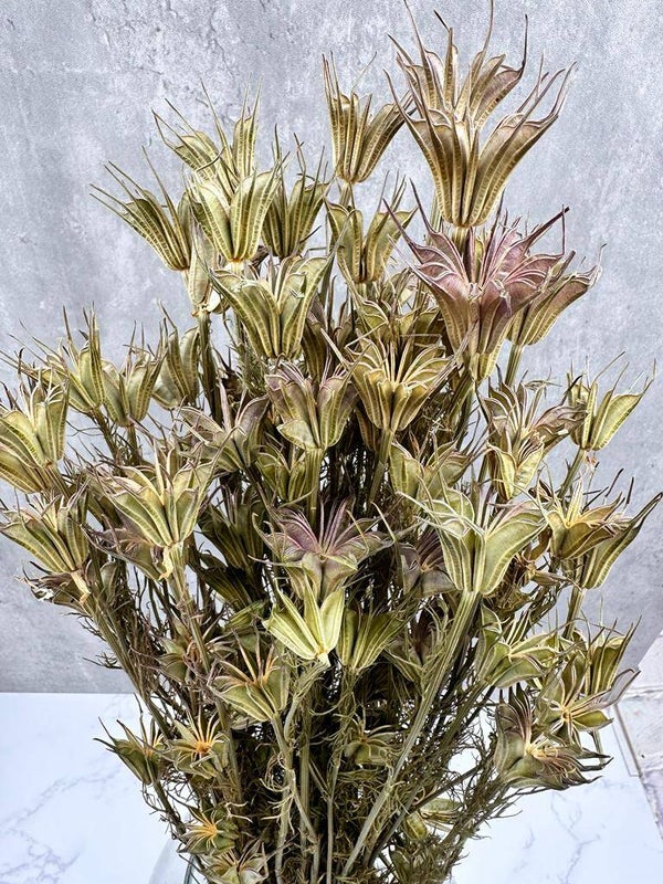 Nigella Orientalis Natural