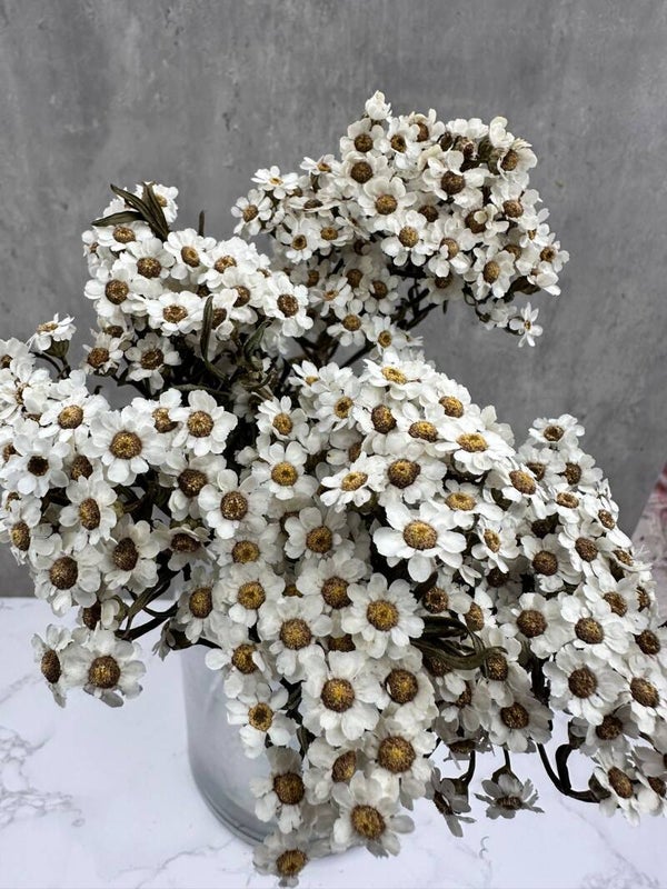 Ixodia Blanca