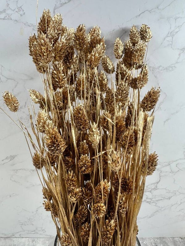 Phalaris Oro