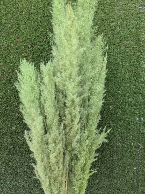 Pluma Extra 120cm Verde