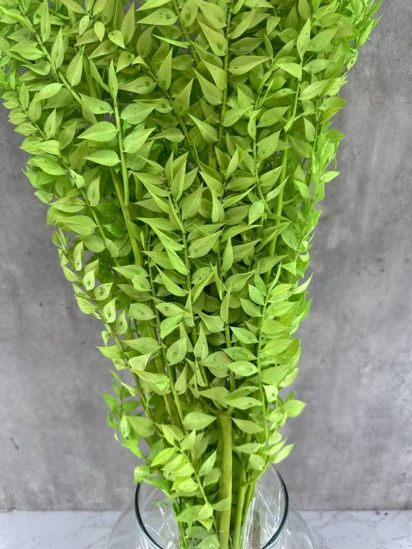 Ruscus Press Verde Claro