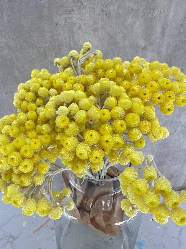 Siempreviva Amarilla Natural