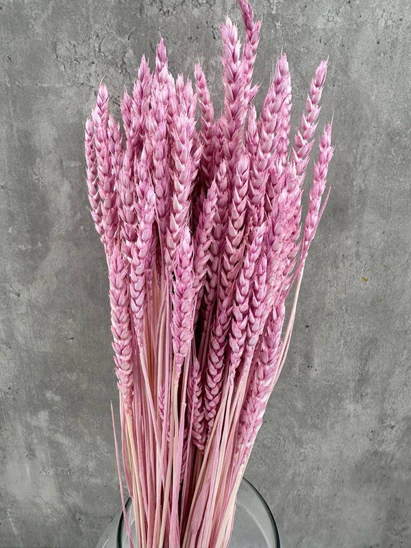 Trigo Flo Lila