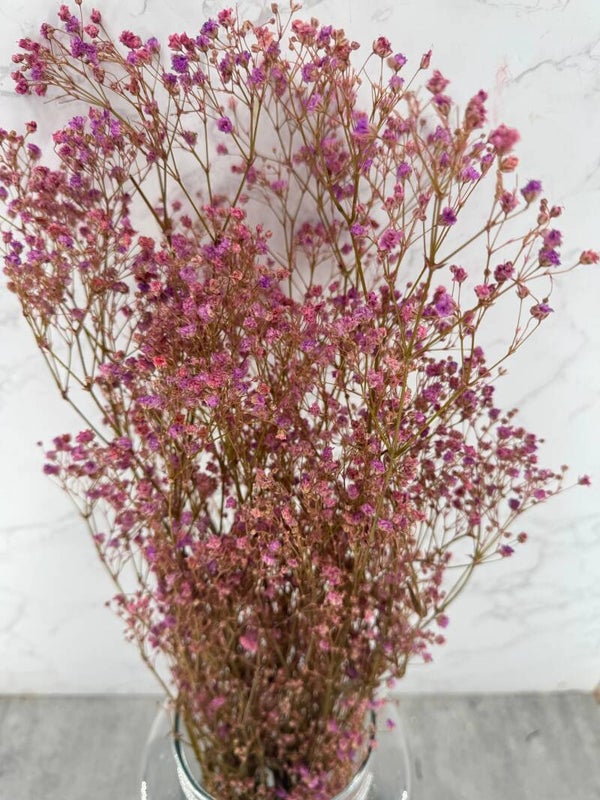 Gypsophila Paniculata Press Rosa