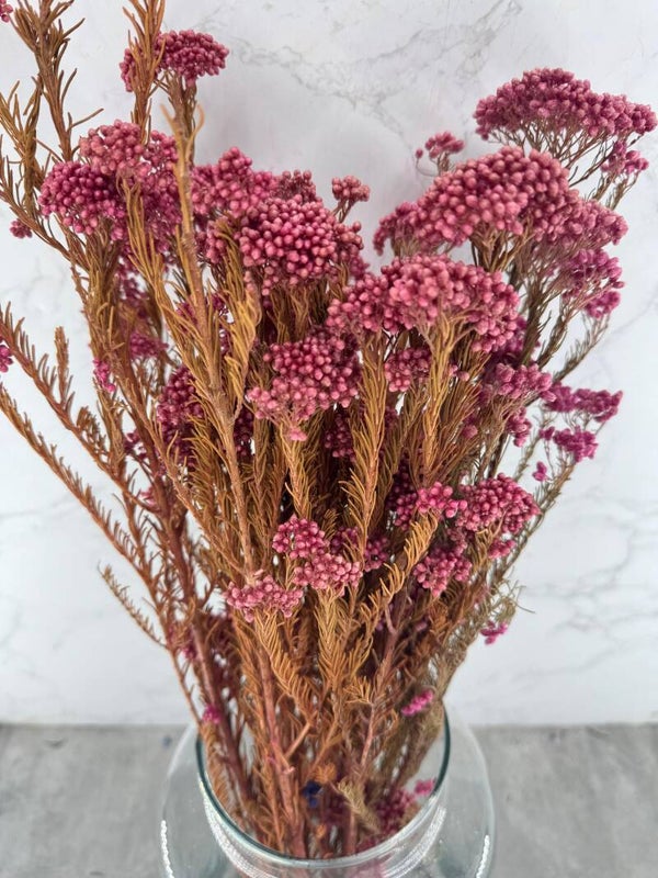 Rice Flower Press Rosa