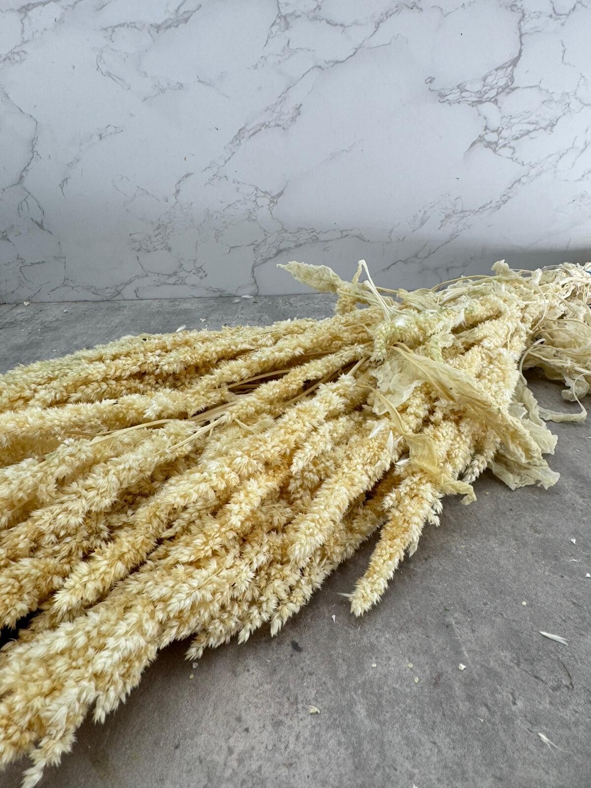 Amaranthus Recto Press Blanco