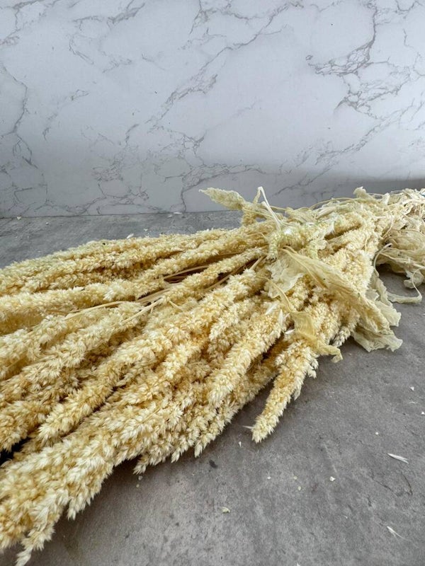 Amaranthus Recto Press Blanco