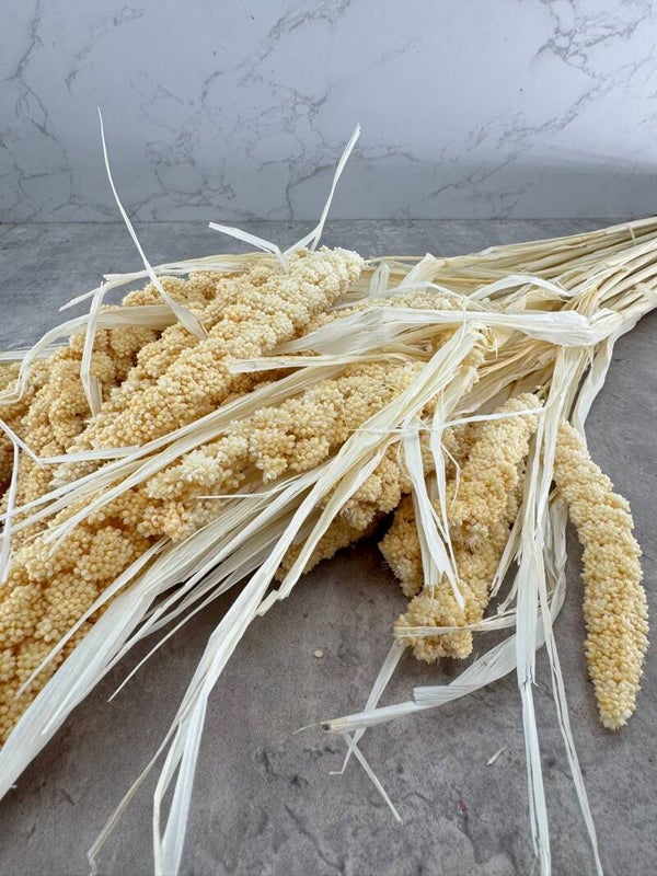 Setaria Blanqueada