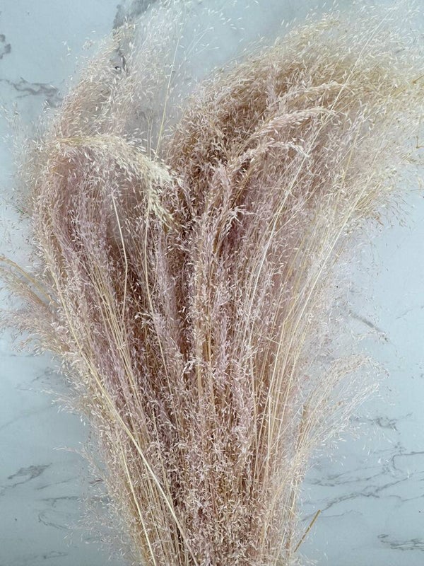 Agrostis Blanco
