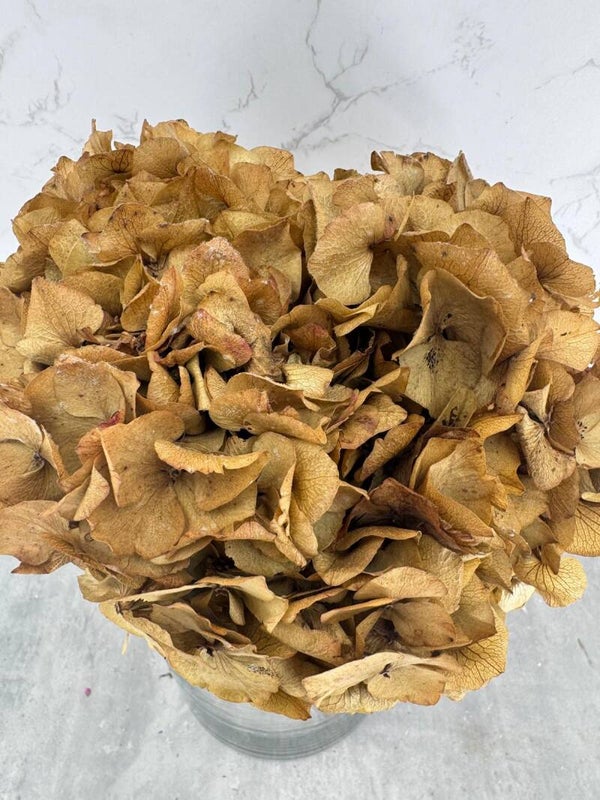 Hortensia Press Natural