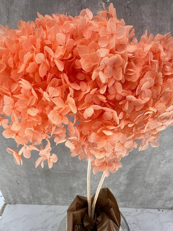 Hydrangea Cabeza Press Salmón
