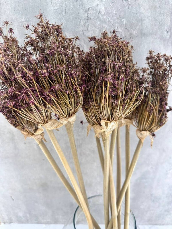 Allium Seco