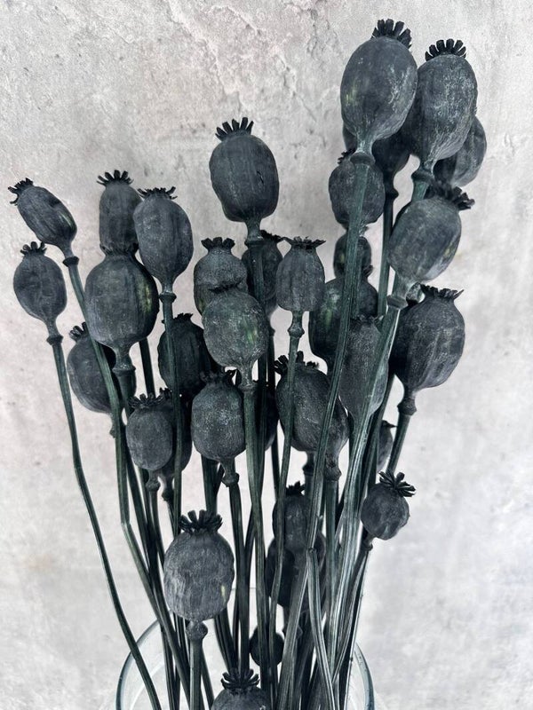 Papaver Press Negro