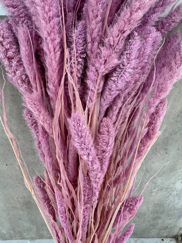 Setaria Lila