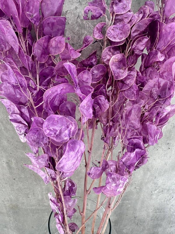 Lunaria Morada