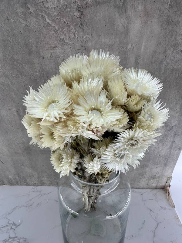Catblumen