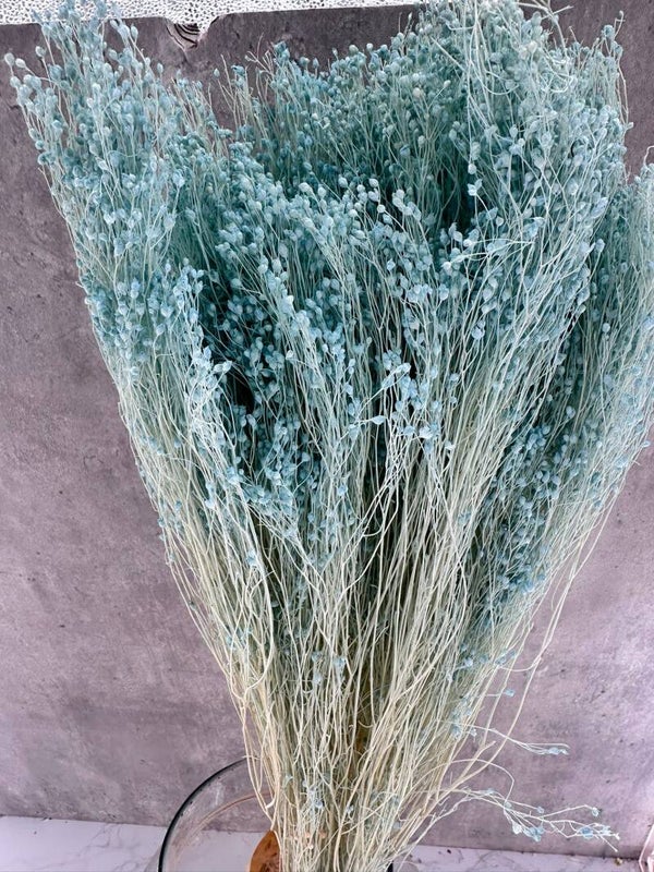 Brooms Blooms Celeste