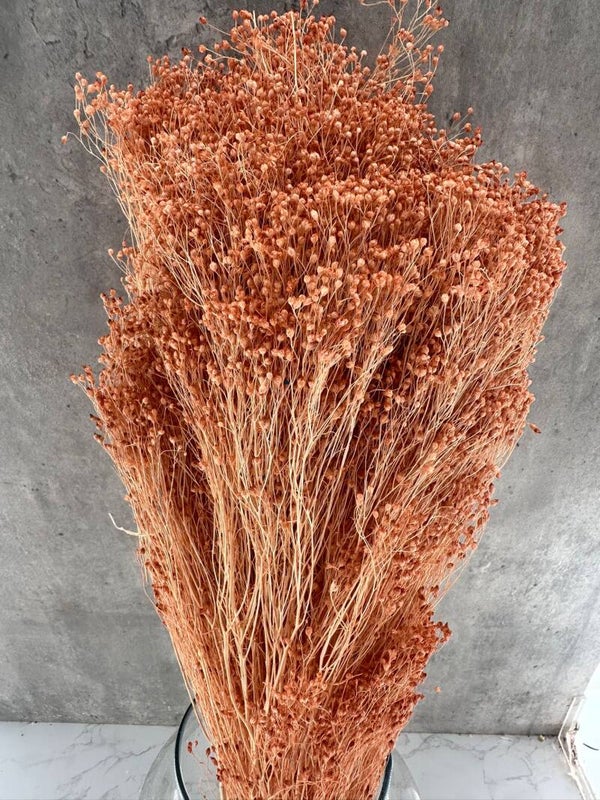 Brooms Blooms Salmón