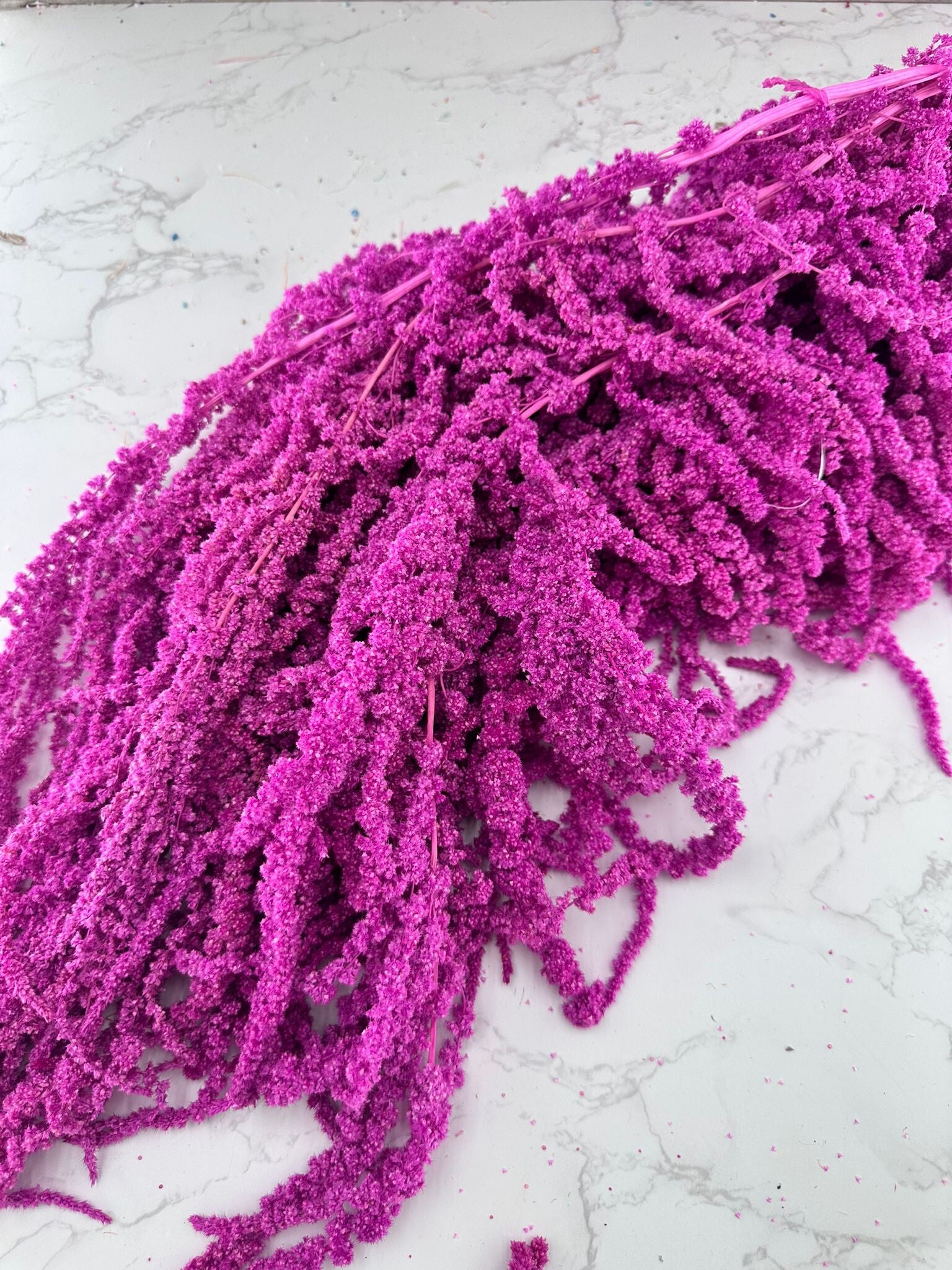 Amaranthus Caudatus Morado