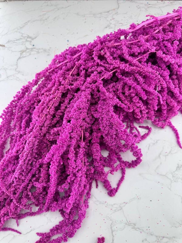 Amaranthus Caudatus Morado