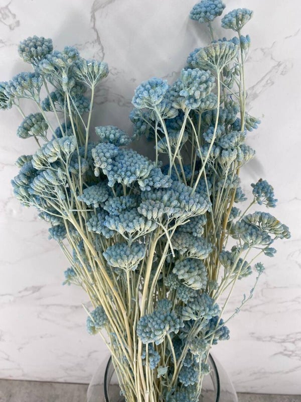 Achillea Silvestre Celeste